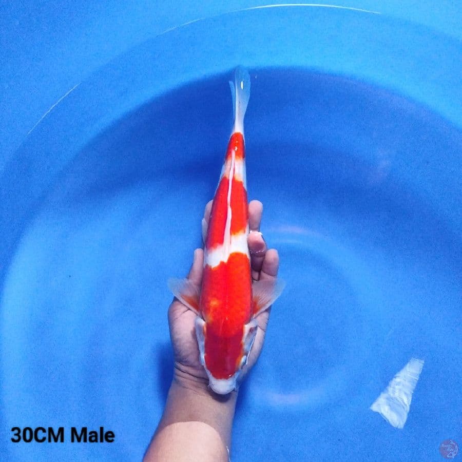 3 Step Kohaku 30CM Male