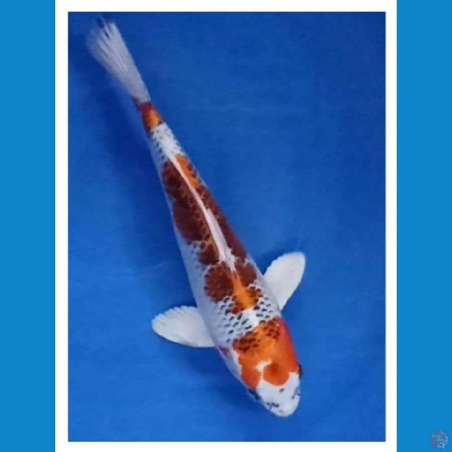 kujaku 31 cm