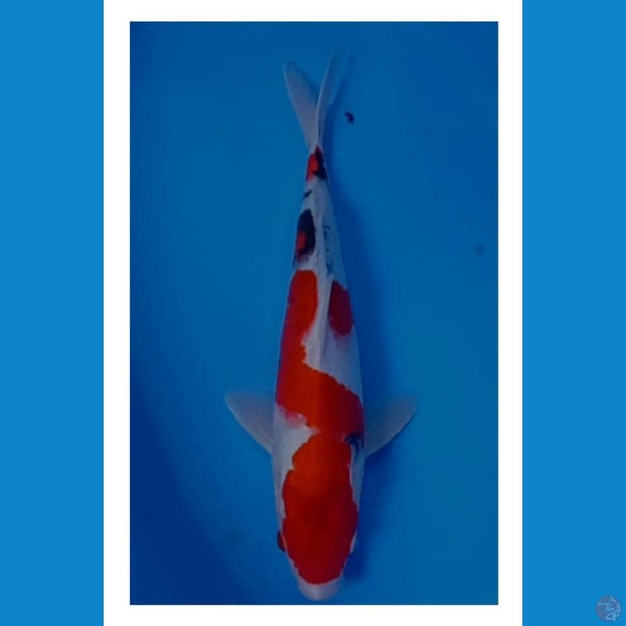 sanke 31 cm /male