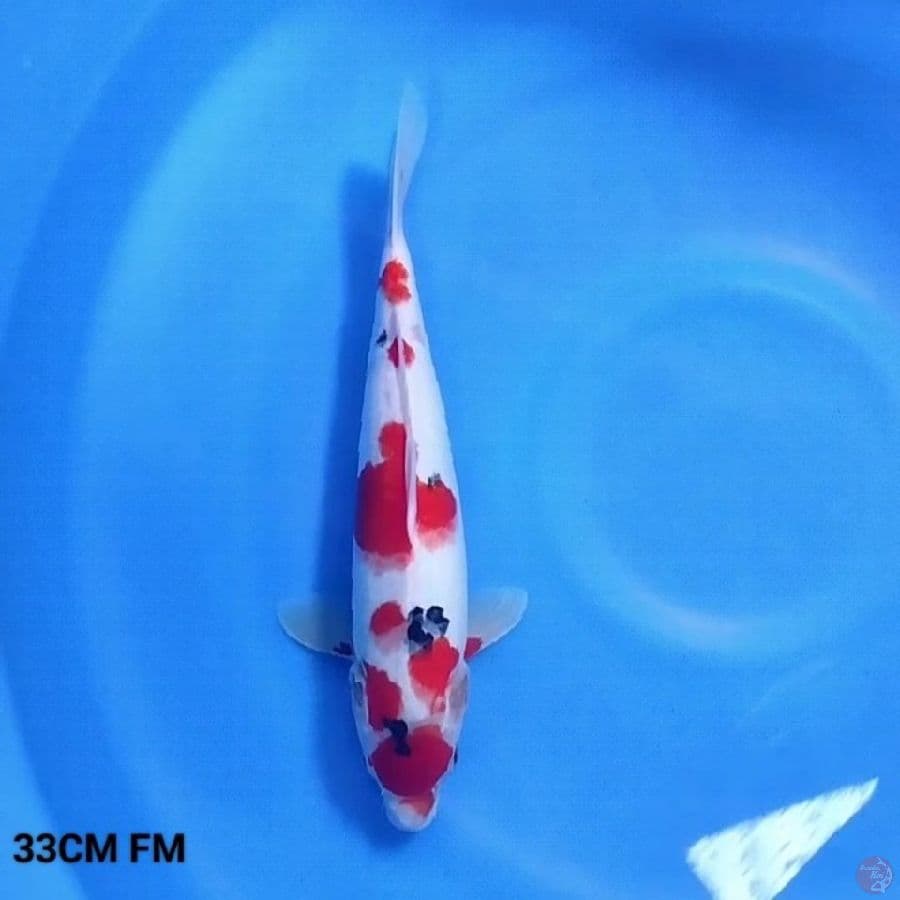 Maruten Sanke 33CM FM