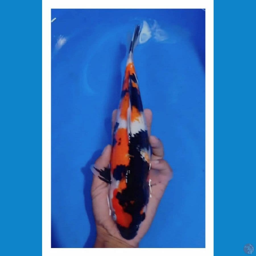 showa 30 cm
