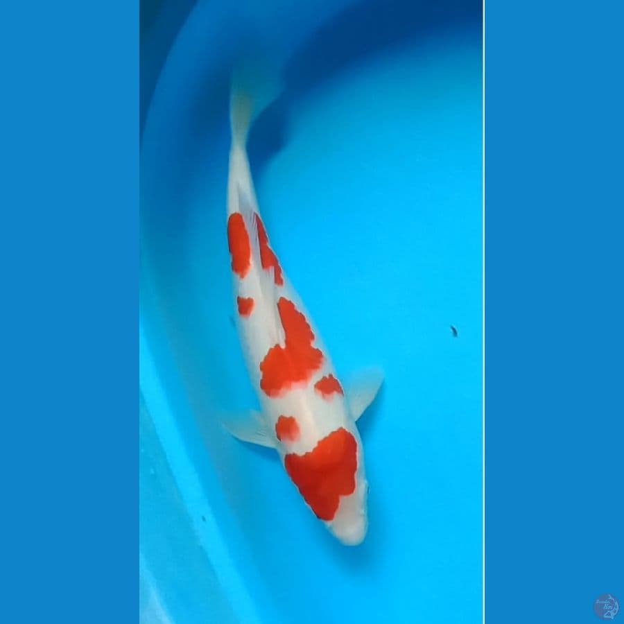 Kohaku 35 cm