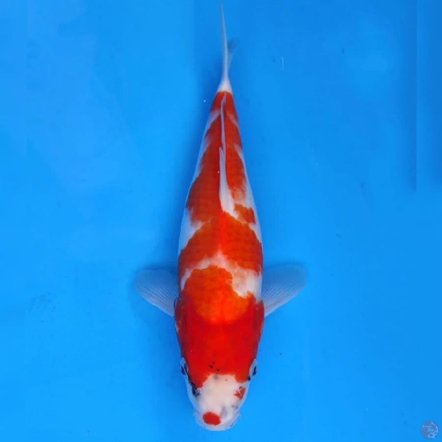 Marujyu Showa