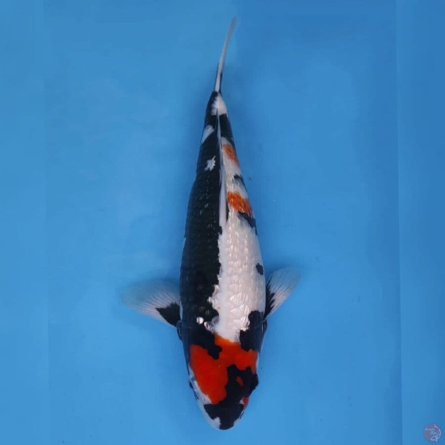 Ogata Showa Ginrin