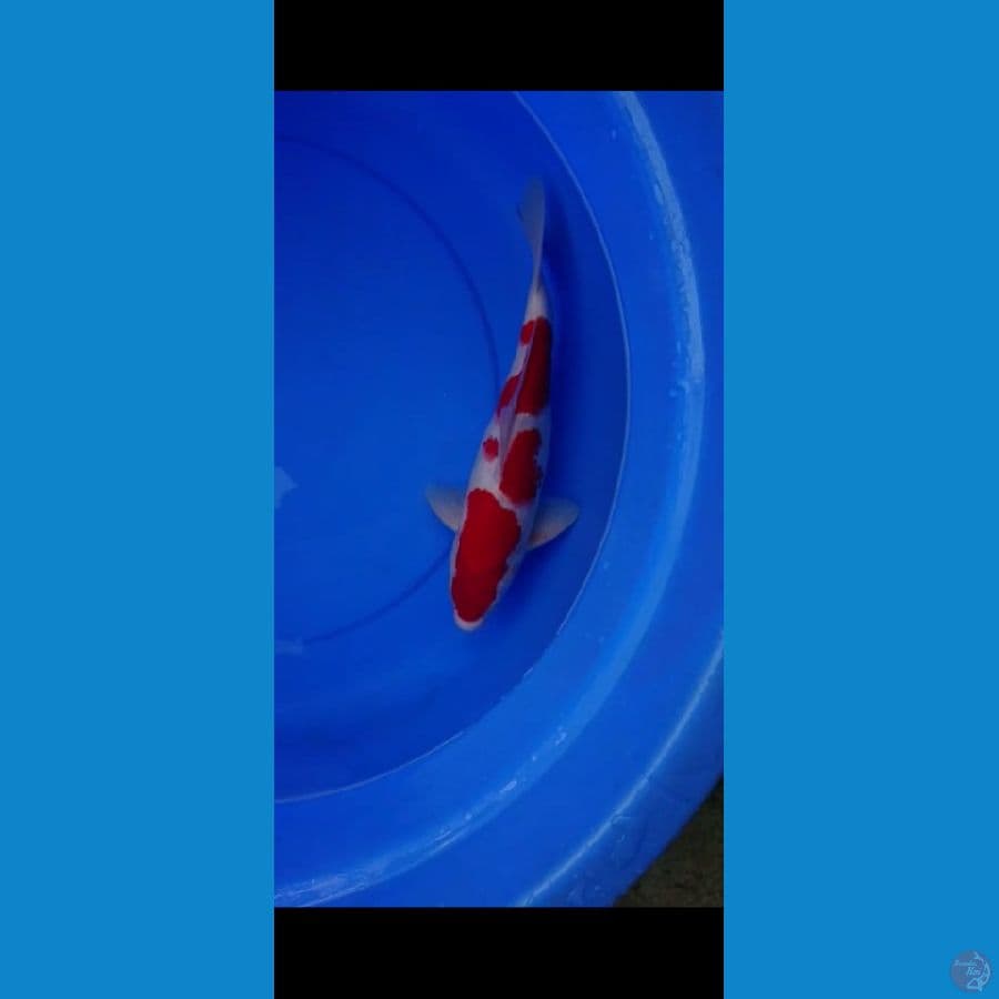 kohaku jantan