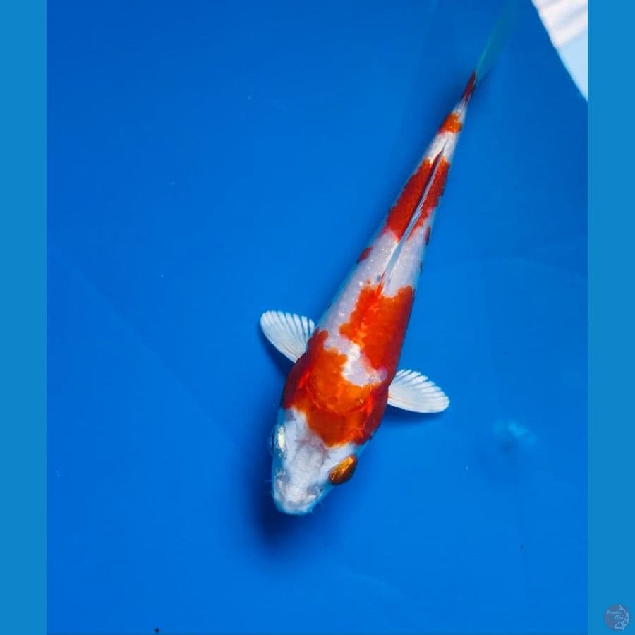 kohaku hikari 15cm