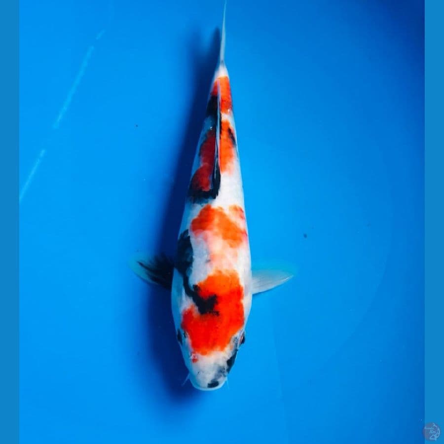 showa tategoi 25cm