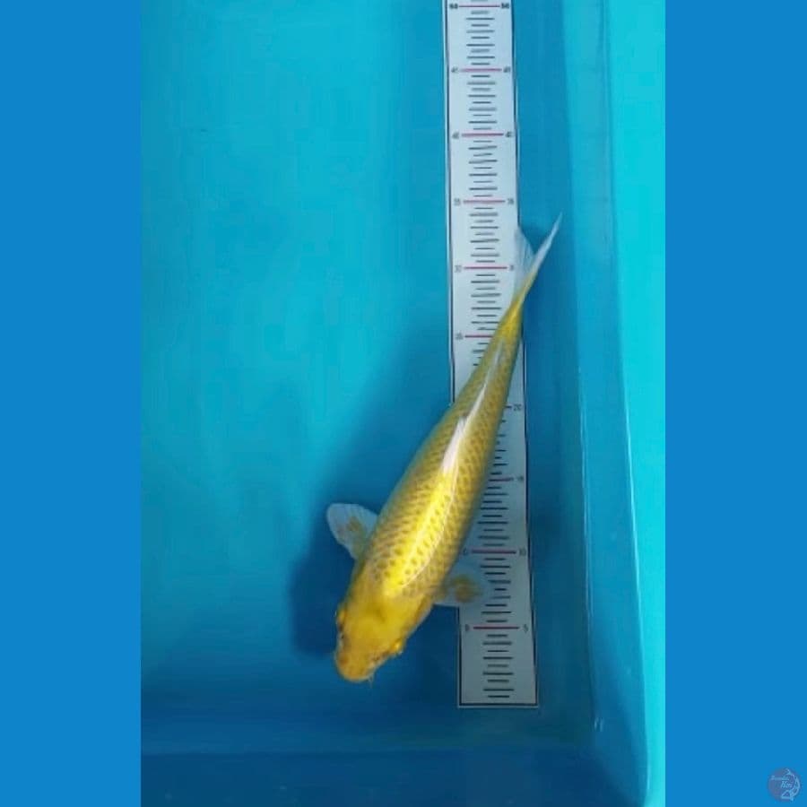 OGON 33 cm