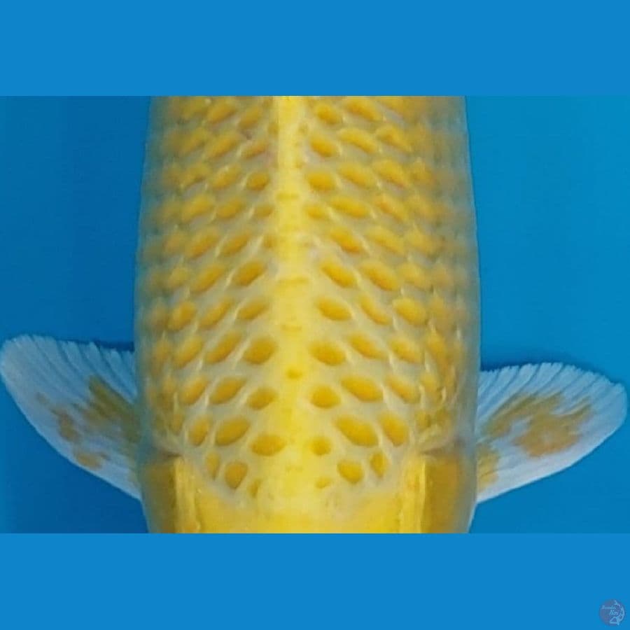 OGON 33 cm