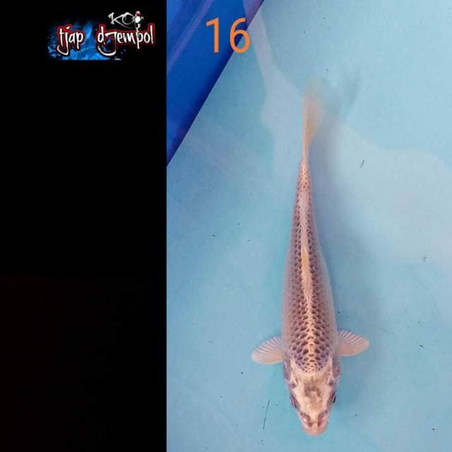 Matsuba 16 cm