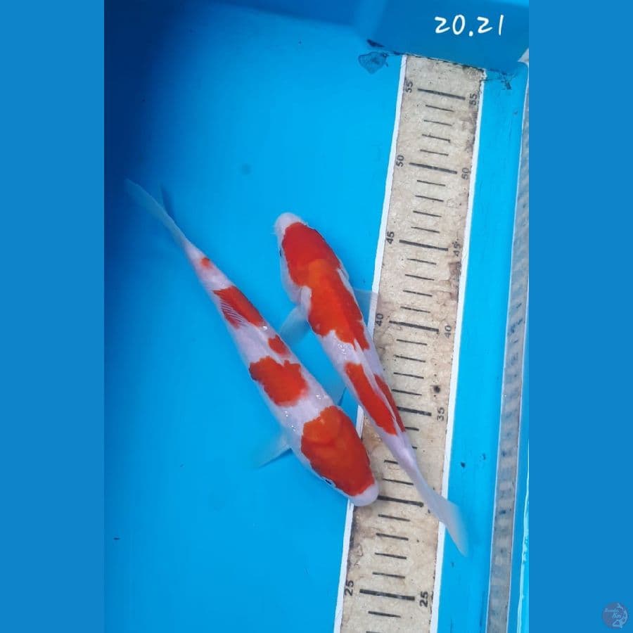 mix Kohaku 20.21cm