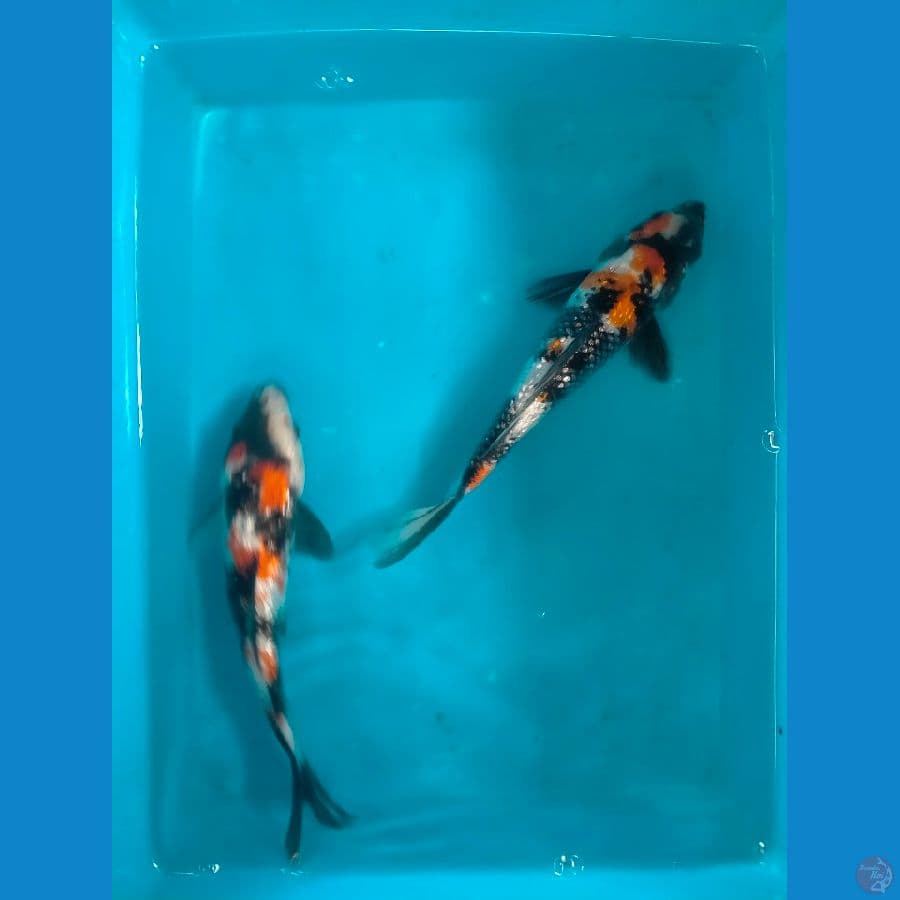 2 ekor showa gindrin 20cm