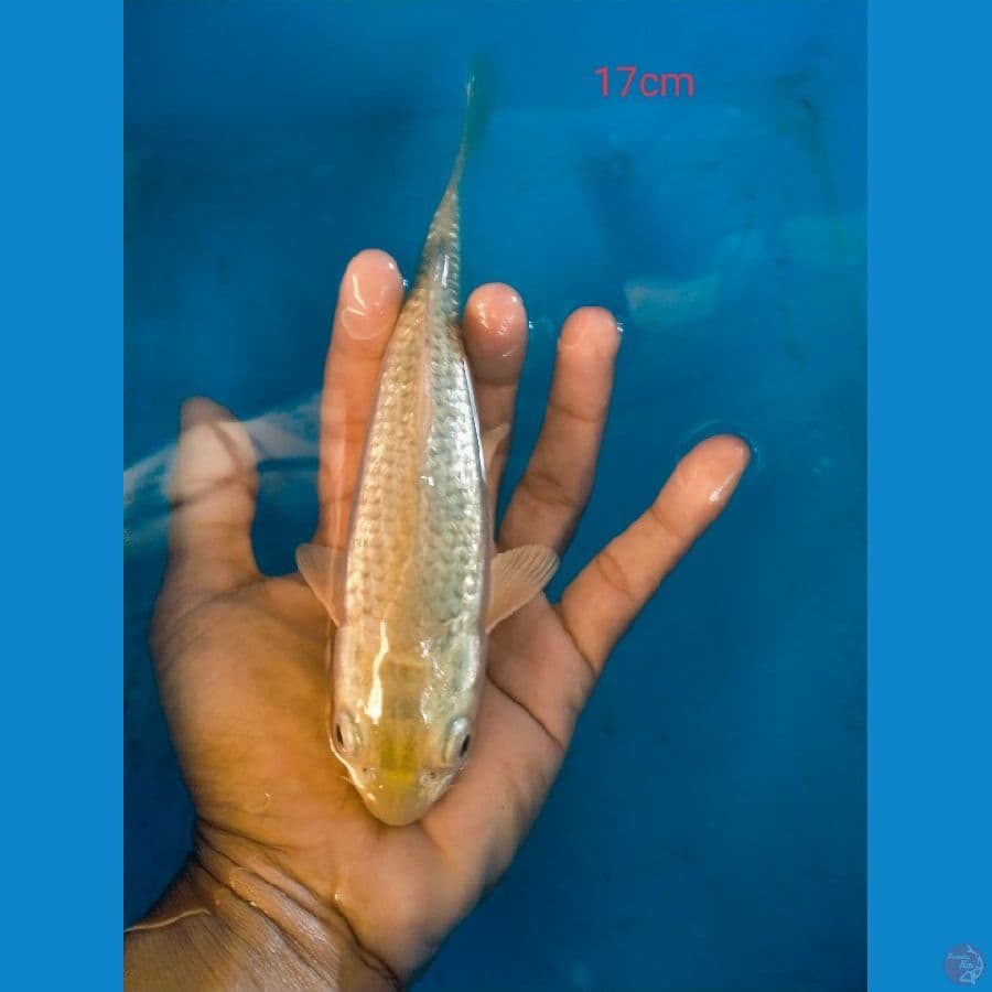 saragoi gindrin 17 cm