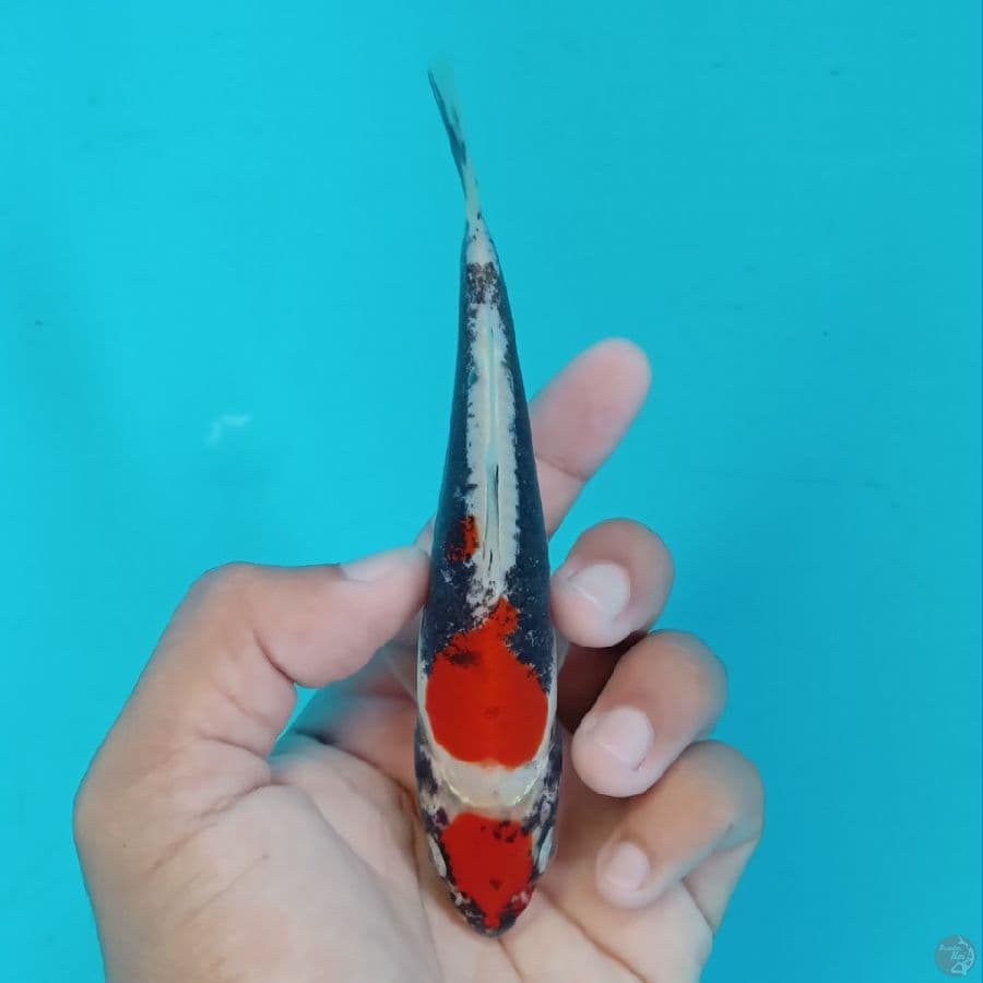 MIZU - BENI KUMONRYU A 14CM