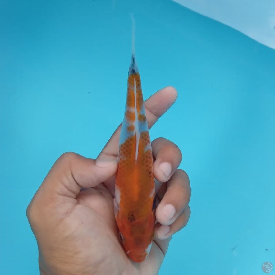 KANZEN - SHOWA TATEGOI A 16CM