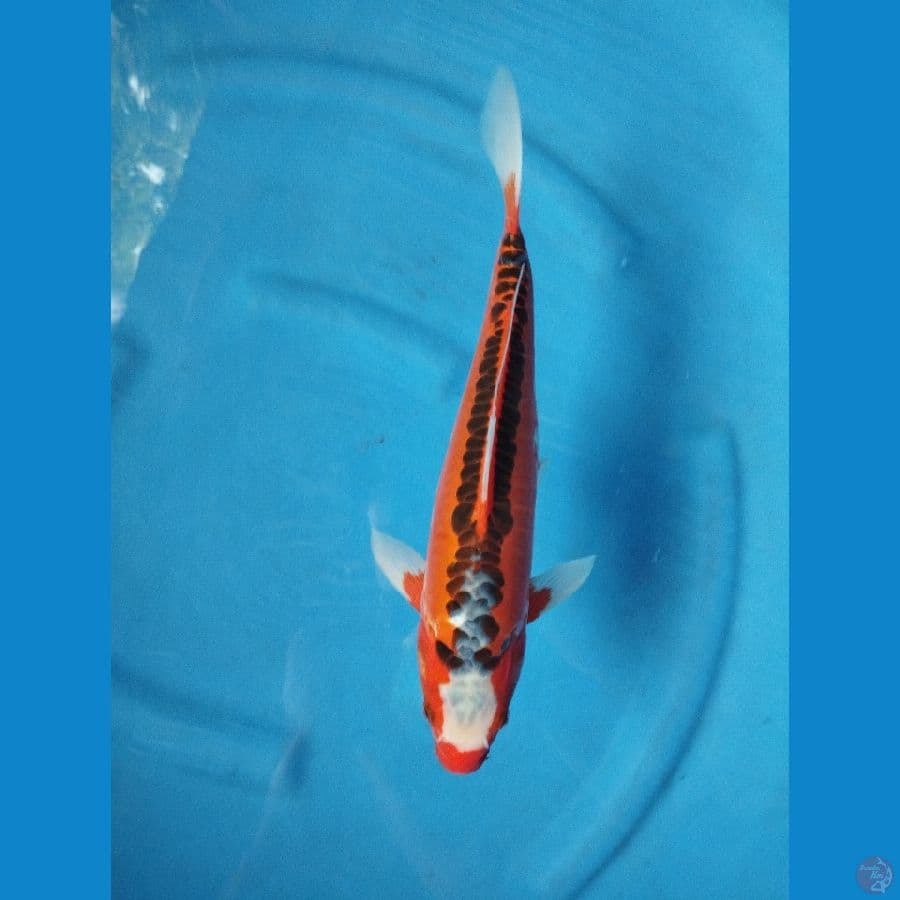 shusui