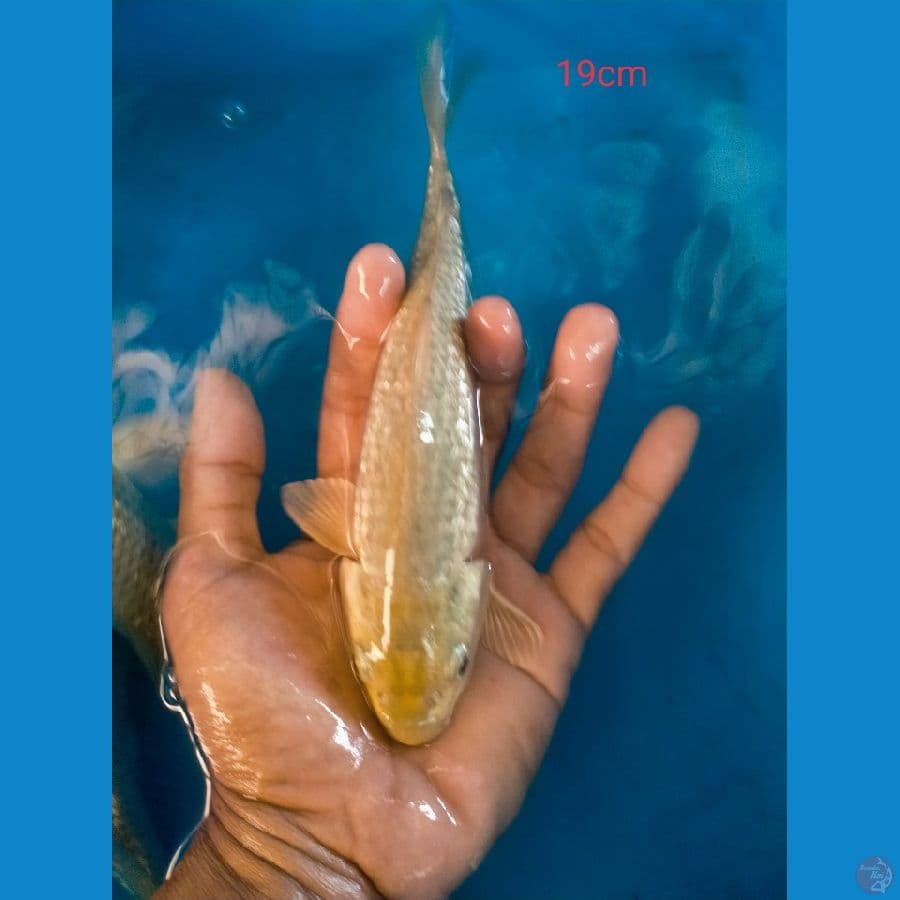 saragoi gindrin 19cm