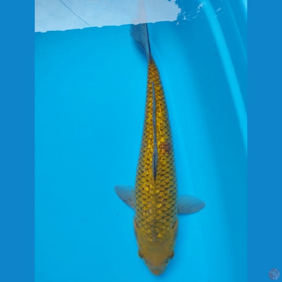 ochiba ginrin 50cm