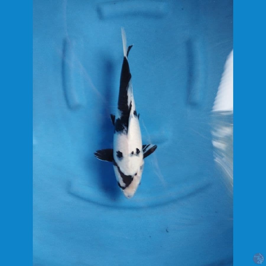 shiro 33cm