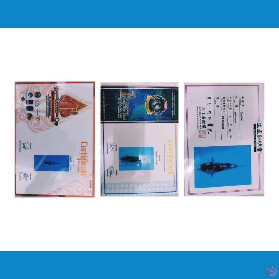 Goshiki Jumbo import prestasi