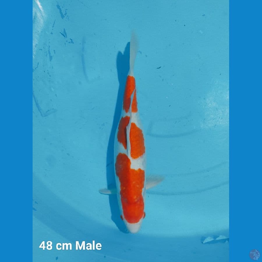 Kohaku Jumbo