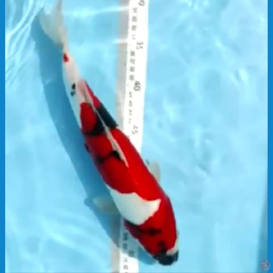 Showa doit murni male 33 cm