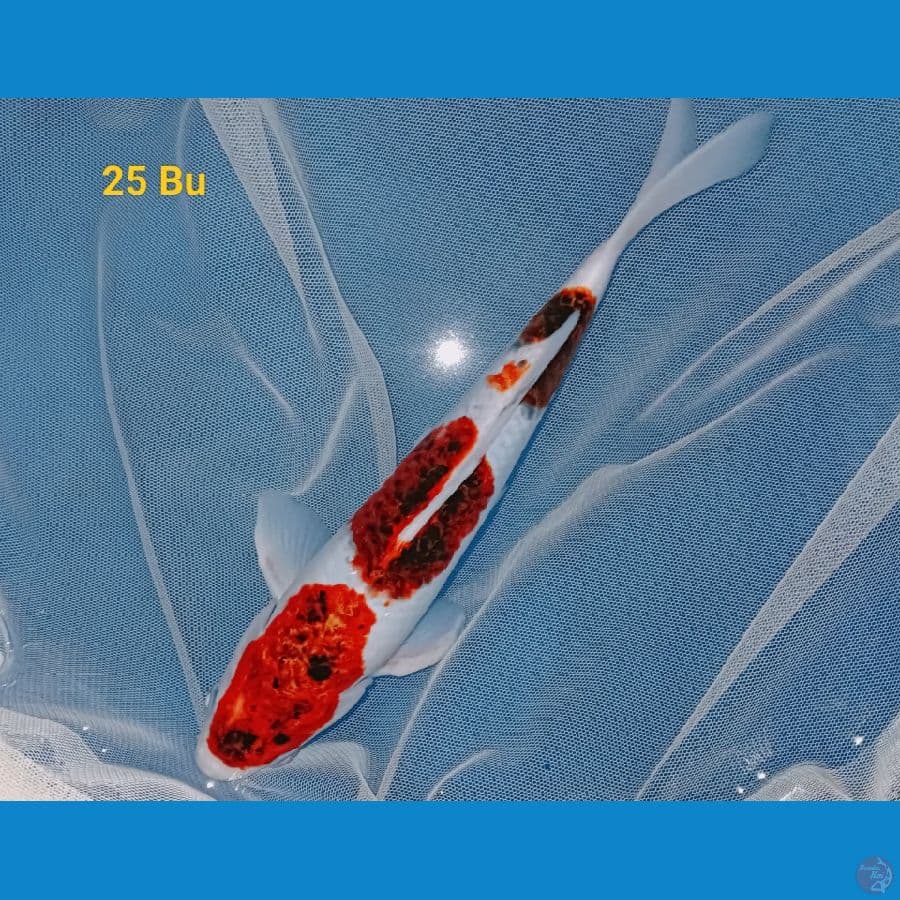 koromo 25 bu