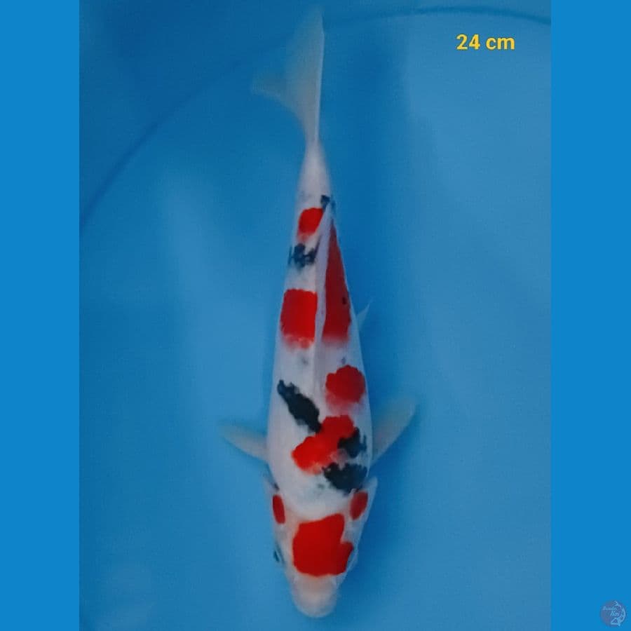 ready show sanke male 24 cm