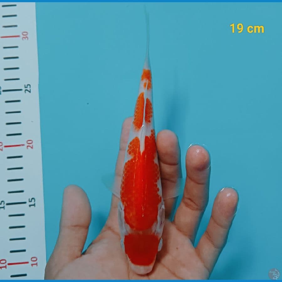 maruten kohaku 19 cm