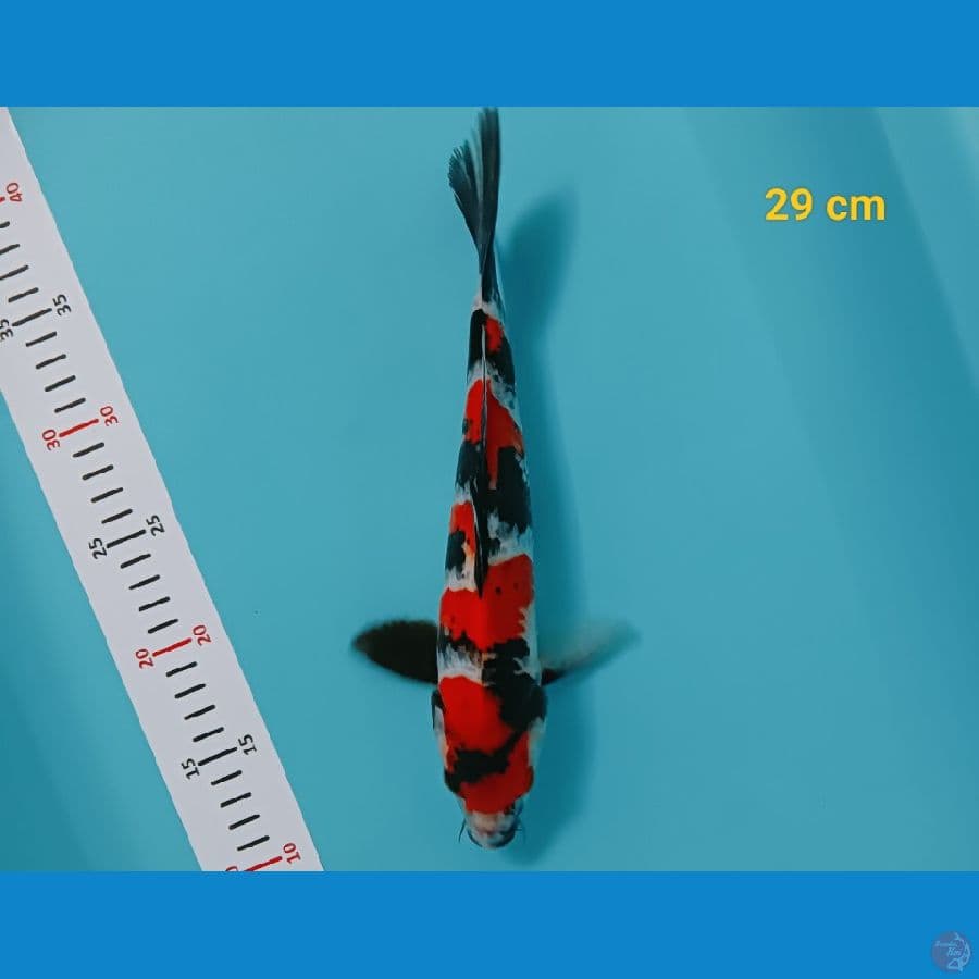 showa male 29 cm