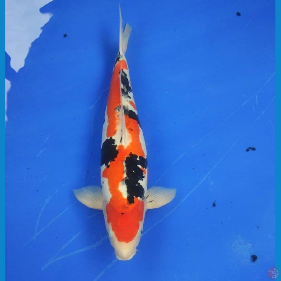 Doitsu Sanke 53 F