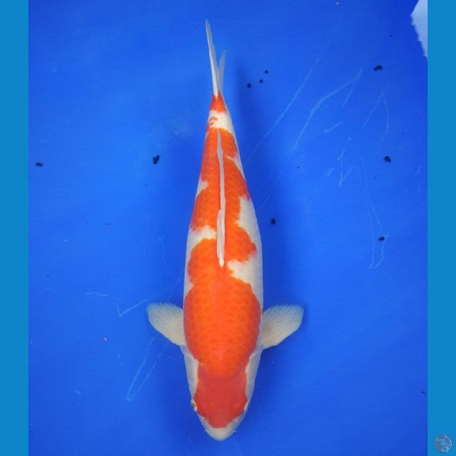 Kohaku 62 F