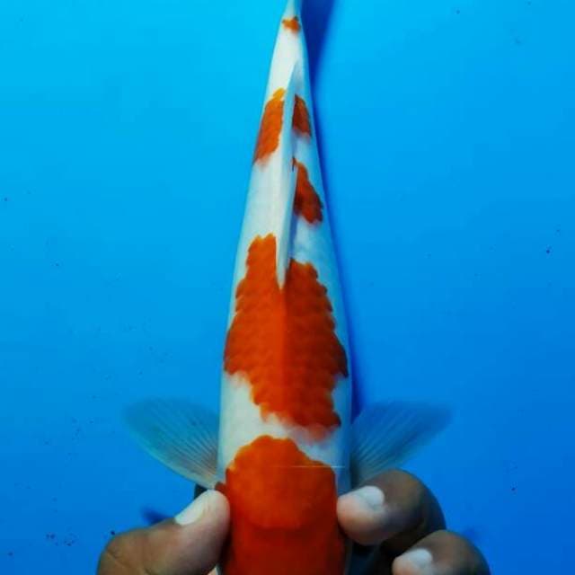Kohaku 7