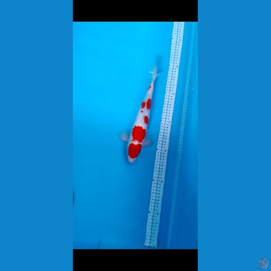 kohaku red strong ori