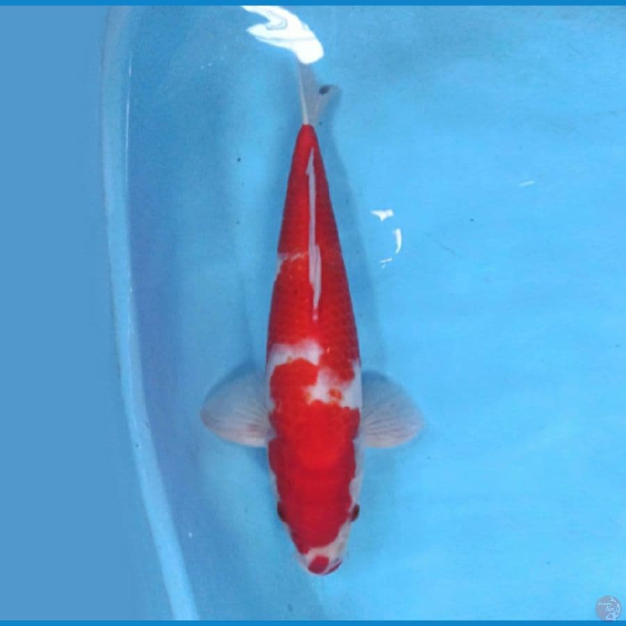 Kohaku 38 cm