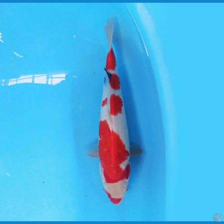 Showa 34 cm