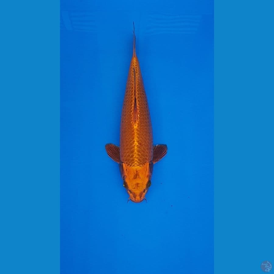 GOLD CHAGOI 45CM (ANTIK)