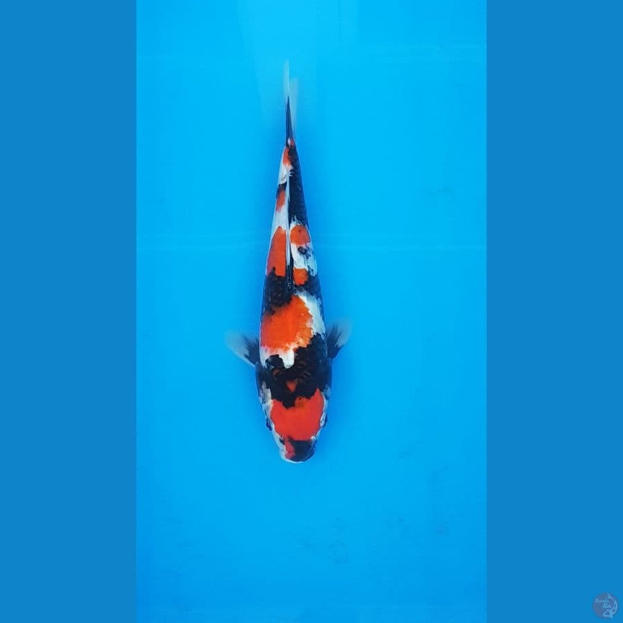 SHOWA 34CM