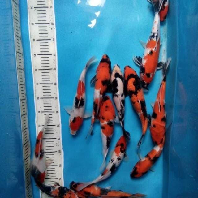 Mix koi 27-30 cm (14 ekor)
