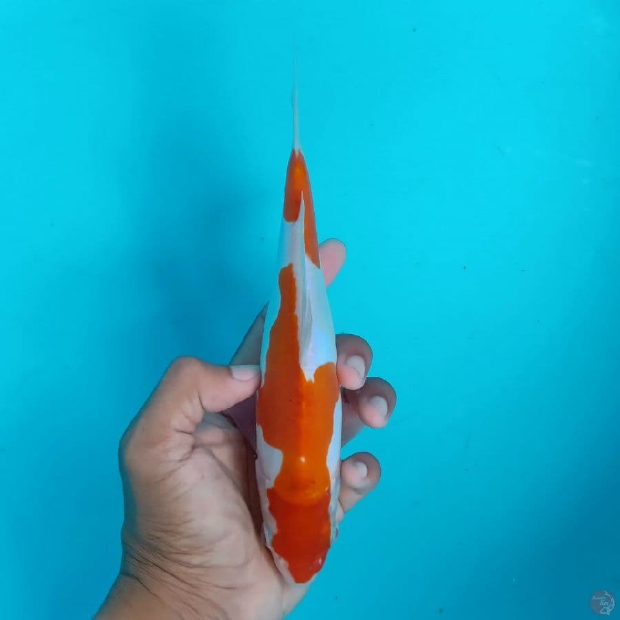KONJO - DOITSU MURNI 21CM