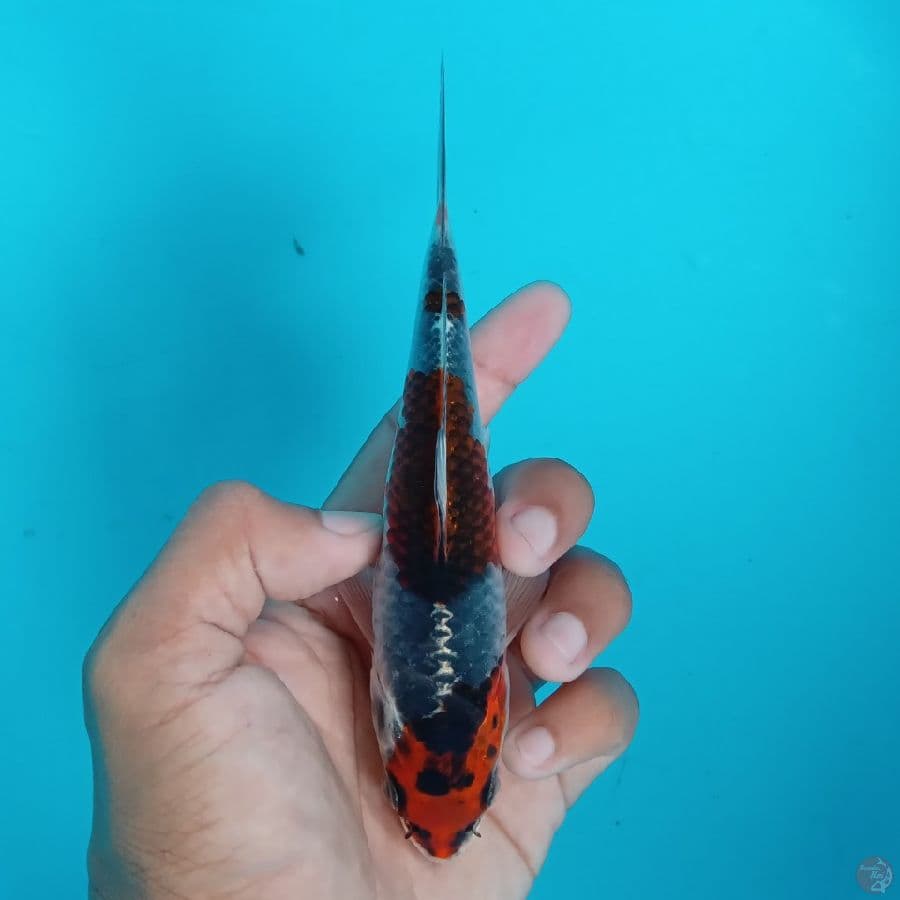 KONJO - BENI GINGGA A 15CM