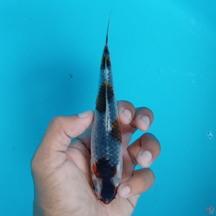 KONJO - GOROMO GOSHIKI B 16CM