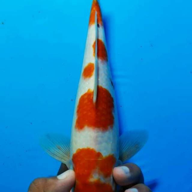 Kohaku 8