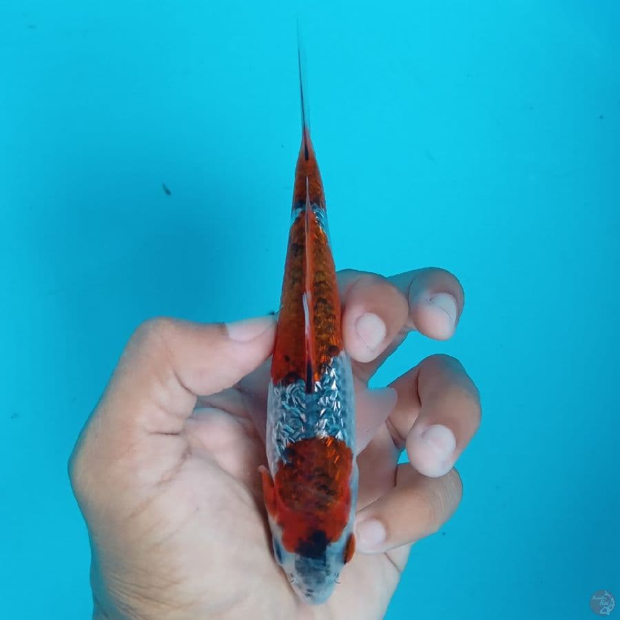 KONJO - GOSHIKI GINRIN 15CM DIAMOND