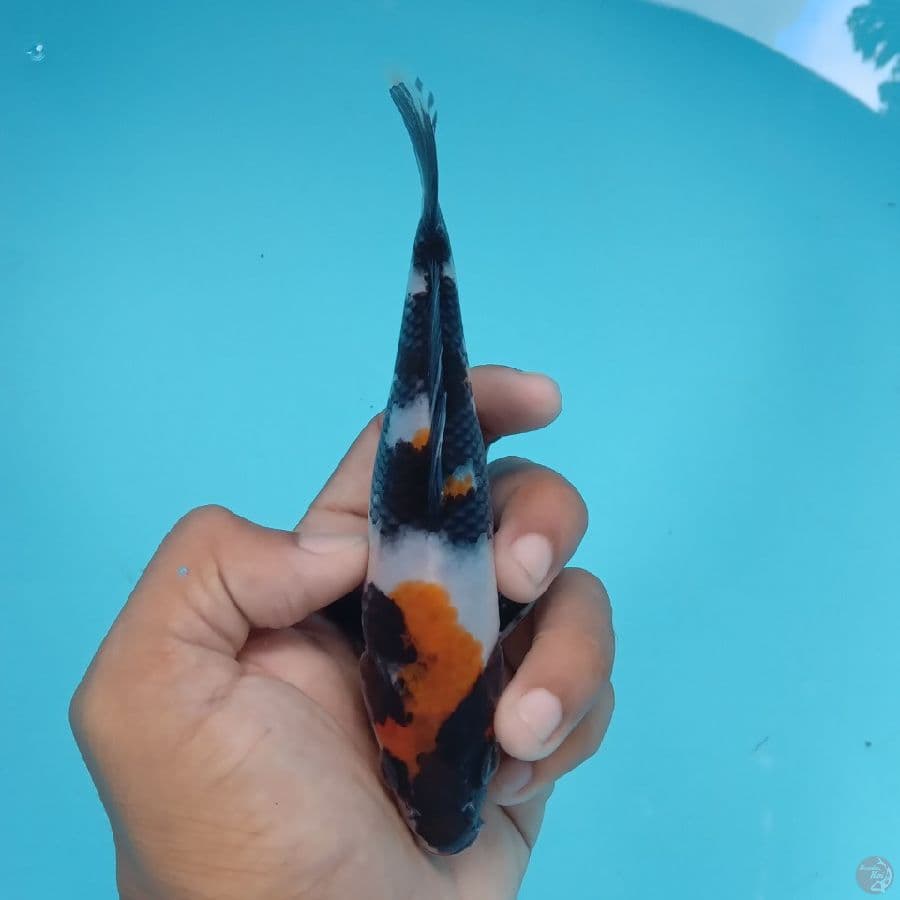 KANZEN - SHOWA B 15CM