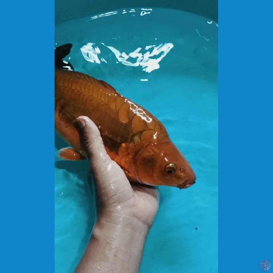 ber punuk 34cm