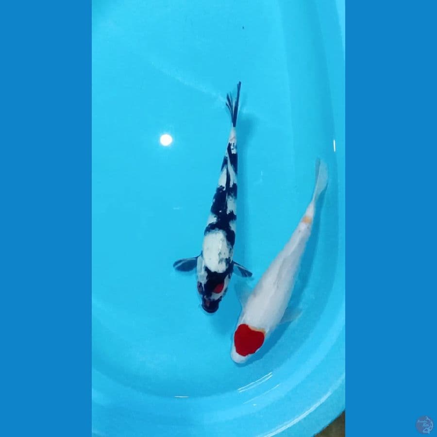 32, 33cm jantan