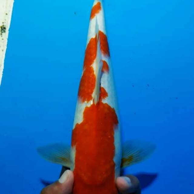 Kohaku 9