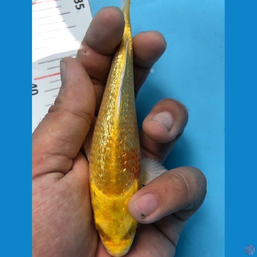 HIKARIMUJI GINDRIN 15cm