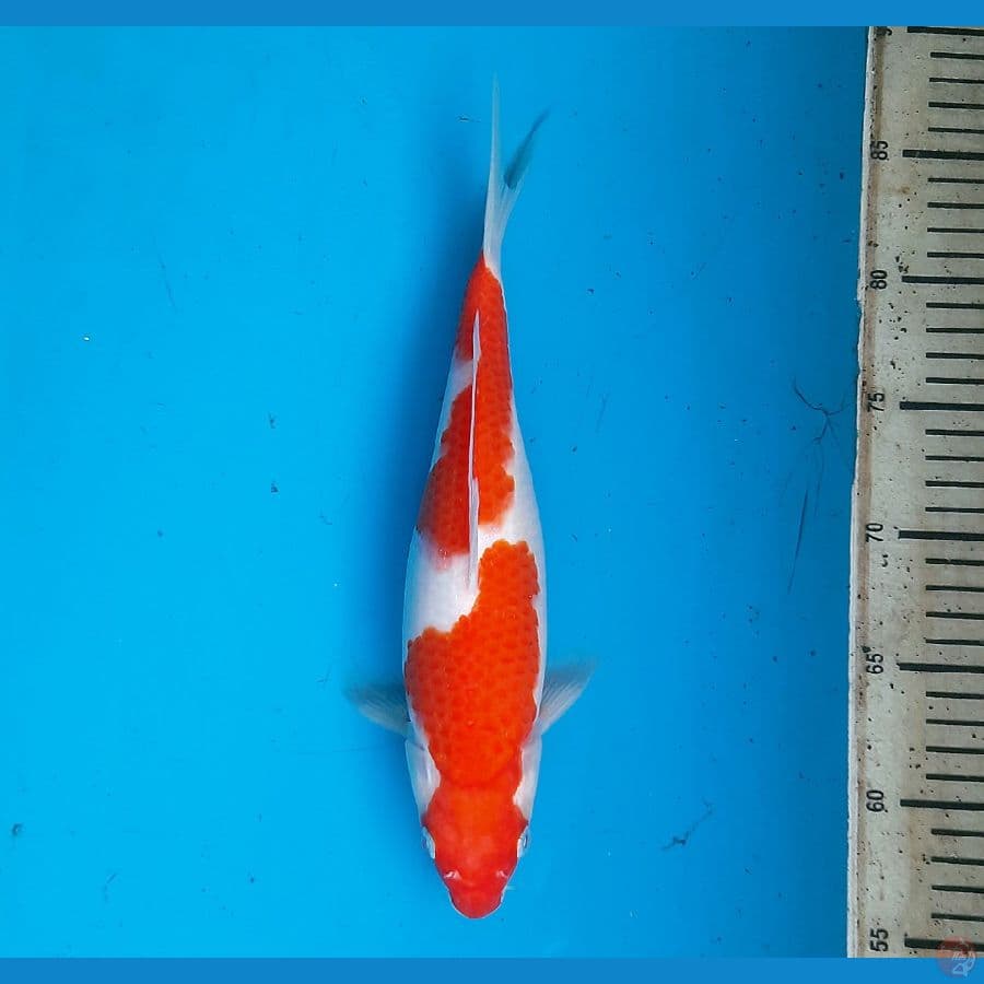 Kohaku 30cm female